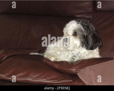 primo piano di un cane carino Foto Stock