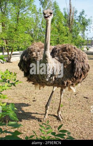 Un grande e bellissimo struzzo si erge alto nel parco Foto Stock