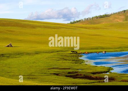 Cavalli nelle pianure aperte vicino Shiveet Manhan, Mongolia Foto Stock