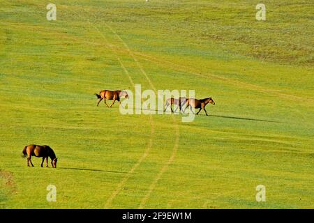 Cavalli nelle pianure aperte vicino Shiveet Manhan Mongolia Foto Stock