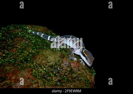 Un Goko indiano di Boulenger sdraiato su una roccia durante la notte ora Foto Stock