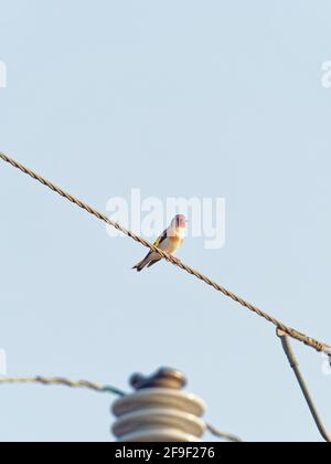 Un Goldfinch (Carduelis carduelis) appollaiato su un filo telefonico a Big Pool Wood, una riserva naturale di Gronant, Galles del Nord. Foto Stock