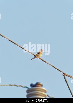 Un Goldfinch (Carduelis carduelis) appollaiato su un filo telefonico a Big Pool Wood, una riserva naturale di Gronant, Galles del Nord. Foto Stock