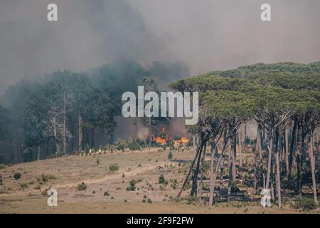 Wildfire infuria attraverso la pineta sulla Table Mountain vicino a Rodi Memoriale Foto Stock