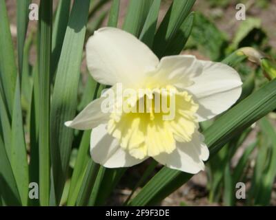 Narcissus fiore letto con drift giallo. Daffodil bianco doppio fiori narcisi narcisi narcisi narcidils. Narcissus fiore conosciuto anche come daffodil, daffadowndi Foto Stock