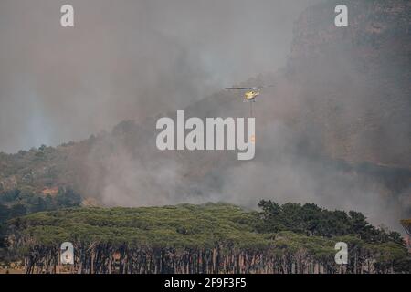 I vigili del fuoco si affrettano a spegnere un incendio che infuria attraverso il pino On Table Mountain vicino a Rhodes Memorial [fuoco di testa dell'elicottero] Foto Stock