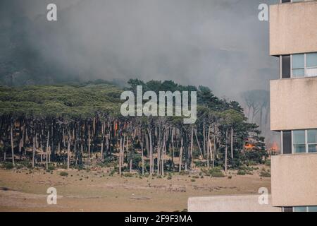 Wildfire infuria attraverso la pineta sulla Table Mountain vicino a Rodi Memoriale Foto Stock