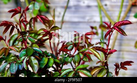 Incredibile nuovo fogliame della Peter Beales Bush Rose ‘sei tu Bella’ Foto Stock