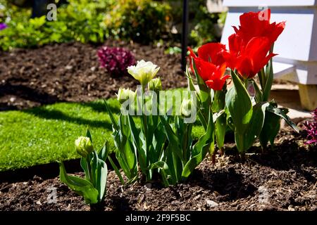 Bella mostra di tulipani ‘Ice Wonder & Fire of Love’ Foto Stock