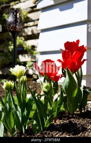 Bella mostra di tulipani ‘Ice Wonder & Fire of Love’ Foto Stock