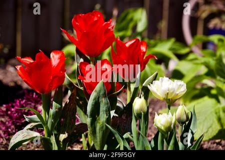 Bella mostra di tulipani ‘Ice Wonder & Fire of Love’ Foto Stock