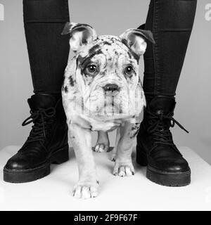 Un ritratto di un simpatico cucciolo di un vecchio cane da corrida inglese in piedi tra le gambe dei proprietari in bianco e nero Foto Stock