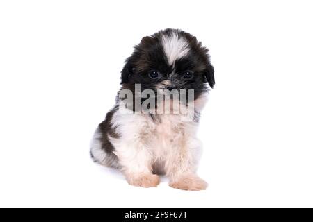 Un puppy shih tzu di 5 settimane isolato su un sfondo bianco Foto Stock