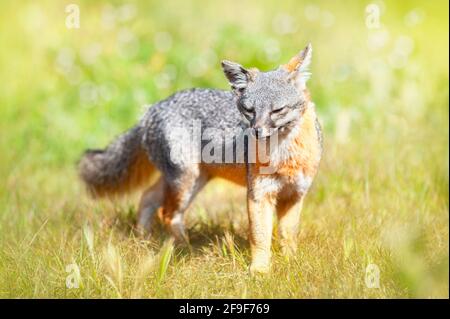 isola volpe (Urocyon littoralis), Santa Cruz, Isole del canale, California, Stati Uniti Foto Stock