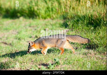 isola volpe (Urocyon littoralis), Santa Cruz, Isole del canale, California, Stati Uniti Foto Stock