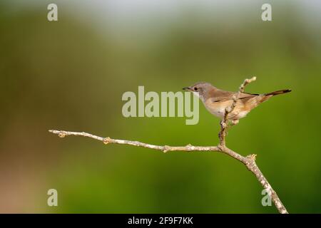 La Warbler sarda femminile, AKA Black Headed Warbler (Curruca melanocephala syn Sylvia melanocephala), è un comune e diffuso guerriero tipico da t. Foto Stock