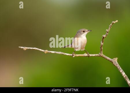 La Warbler sarda femminile, AKA Black Headed Warbler (Curruca melanocephala syn Sylvia melanocephala), è un comune e diffuso guerriero tipico da t. Foto Stock