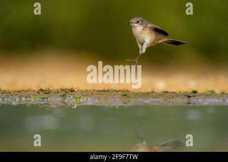 La Warbler sarda femminile, AKA Black Headed Warbler (Curruca melanocephala syn Sylvia melanocephala), è un comune e diffuso guerriero tipico da t. Foto Stock