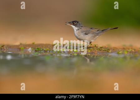 L'Warbler sardo maschio, AKA Black Headed Warbler (Curruca melanocephala syn Sylvia melanocephala), è un comune e diffuso guerriero tipico del Foto Stock