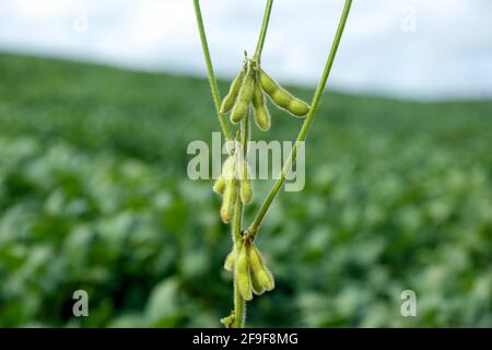 Raccolto di soia e piante di soia che crescono in file pronte per vendemmia Foto Stock