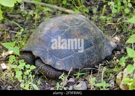Galapagos gigante terra tartaruga in erba a Urbina Bay, Isabela Island, Galapagos, Ecuador Foto Stock