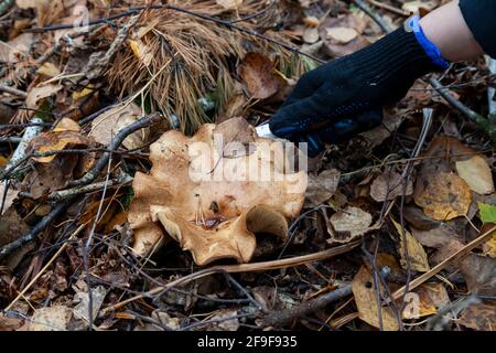 Primo piano sulla mano di un uomo con un coltello tagliare un fungo grande con un cappuccio beige nascosto tra le foglie d'autunno e gli aghi di abete rosso caduti da Foto Stock