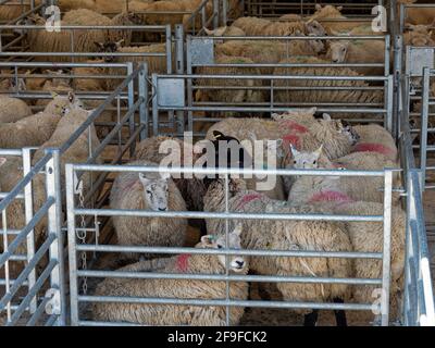 Mercato degli ovini e dei bovini Gisburn Yorkshire Regno Unito stock live in penne Foto Stock