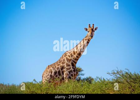 Cape, aka sudafricana, giraffa tenendo d'occhio il Kruger National Park. Il Kruger National Park in Sud Africa è uno dei più grandi in Africa. Foto Stock