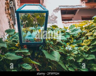 luogo abbandonato con piante con natura Foto Stock