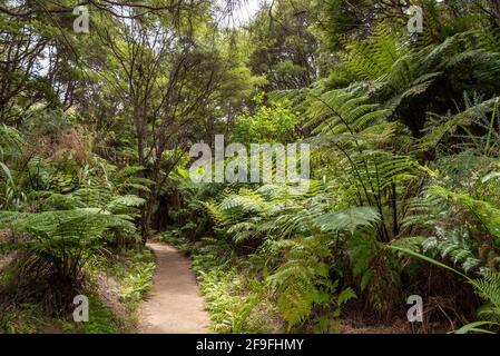 Abel Tasman Coast Track che conduce attraverso la giungla tropicale, Nuova Zelanda Foto Stock