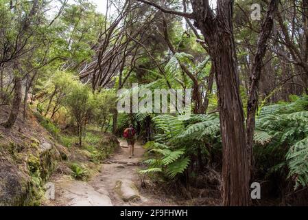 Abel Tasman Coast Track che conduce attraverso la giungla tropicale, Nuova Zelanda Foto Stock