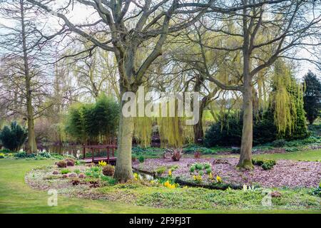 Vista generale del giardino di Beth Chatto con ruscelli, passerella in legno e un salice piangente (Salix babylonica) a Colchester, Essex in primavera Foto Stock