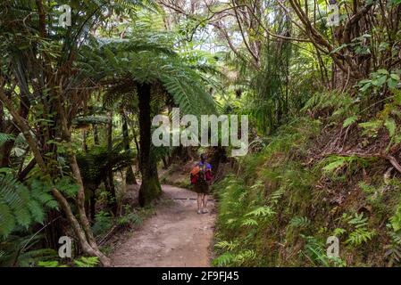 Abel Tasman Coast Track che conduce attraverso la giungla tropicale, Nuova Zelanda Foto Stock