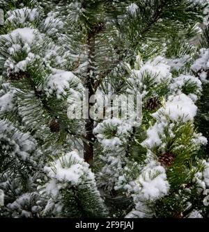 Cespugli di pino Calgary Alberta Foto Stock