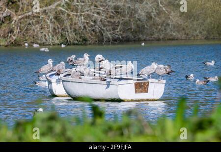 Flock of Herring Gulls (Larus argentatus) che perching su piccole barche su un lago in una mattina di primavera nel Sussex occidentale, Inghilterra, Regno Unito. Foto Stock