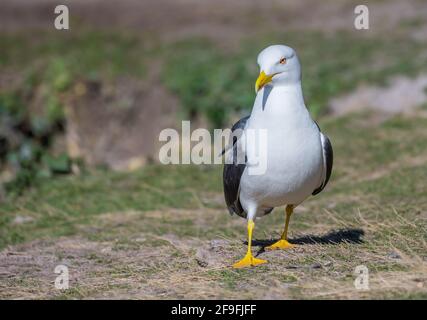 Vista frontale di un gabbiano adulto a bassa testa nera (Larus fuscus) a terra in primavera nel West Sussex, Inghilterra, Regno Unito. Foto Stock