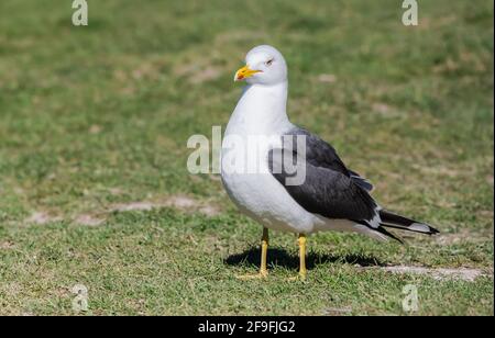 Vista laterale di un gabbiano adulto a bassa testa nera (Larus fuscus) a terra in primavera nel Sussex occidentale, Inghilterra, Regno Unito. Foto Stock