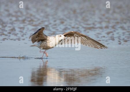 Giovane Herring Gull (Larus argentatus) con le ali si estendeva decollo da una spiaggia nel Sussex occidentale, Inghilterra, Regno Unito. Foto Stock