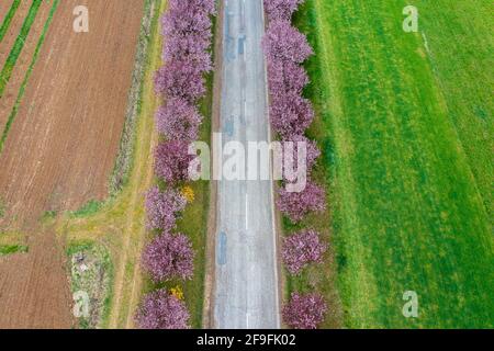 Berkenye, Ungheria - Vista aerea sugli splendidi alberi di prugne in fiore sulla strada. Paesaggio primaverile dell'alba, fioritura dei ciliegi. Foto Stock