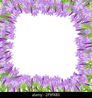 Cornice vettoriale quadrata di tendenza con croci a molla con colori viola e rosa su sfondo bianco. Modello di bella cornice crocuses per un invito, Illustrazione Vettoriale