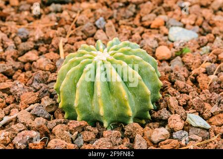 Piccolo cactus verde Ferocactus glaucescens su terreno pietroso senza fiori in autunno. Paese di origine Messico. Foto Stock