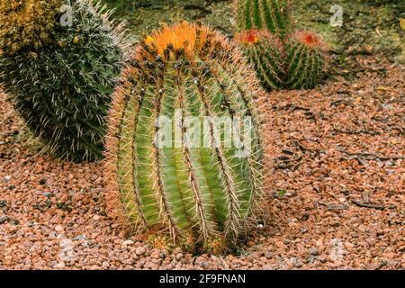 Il cactus ferocactus peninsulae, piccolo e priccido, su terreno sassoso con fiori secchi e fiori d'arancio termina in autunno. Paese d'origine Messico sull'Americ Foto Stock