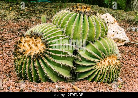 Dettaglio del cactus Ferocactus schwarzii su terreno pietroso con fiori secchi e fiori d'arancio termina in autunno. Paese di origine Sinaloa Messico o Foto Stock