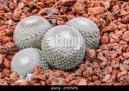 Cactus Mammillaria albilanata su terreno lapideo in autunno con spine bianche-vaghe e fiori rosa armin, viola da rosa a rosa, rosa. Paesi Foto Stock