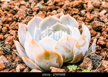 Paesaggio pianta Cactus Crassulaceae Grattoveria Demie Luna con foglie grigie e verdi su terreno di pietra in autunno senza fiori. Paese di origine Mex Foto Stock