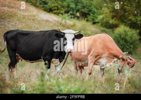Due mucche mangiano nel campo. Simmental mucca pazza pacificamente in un campo aperto. Allevamento bovino biologico, produzione casearia biologica. Foto Stock