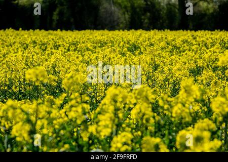 Ravizzone in fiore (Brassica napus subsp. Napus) nel campo di Norfolk Foto Stock