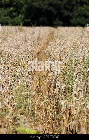 Un percorso stretto attraverso un campo di grano di maturazione in Hampshire rurale. Foto Stock