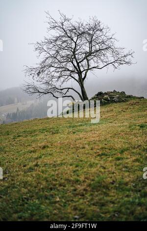 Vista misty di un albero solitario su un pascolo o prato. Erba verde pascolo, albero autunnale e nebbia intorno alle colline. Stand alone albero su un terreno roccioso erba Foto Stock