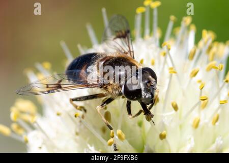 Macro foto di un'ape impollinante e raccolta nettare su un fiore bianco, copia spazio, fuoco selettivo, vista laterale. Foto Stock